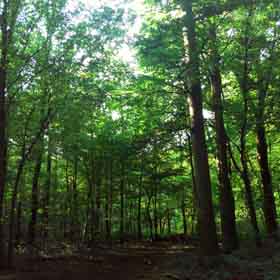 Woodland and Green Burials