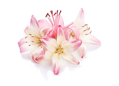 Pink lily flowers